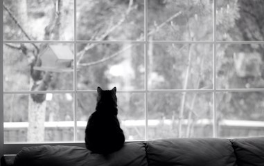 silhouette of a cat watching for birds out a window
