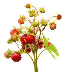 Wild strawberry isolated