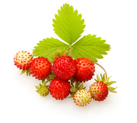 Wild strawberry isolated