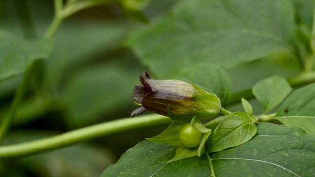 Tollkirsche, Atropa belladonna, Bl&uuml;te, t&ouml;dliche Heilpflanze