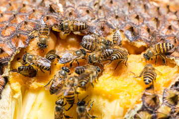 bee collected sweet
