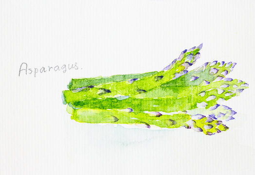 asparagus' watercolor painted