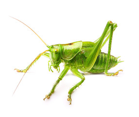 Macro green grasshopper