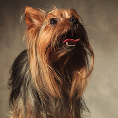 Naklejka premium yorkie puppy dog with long coat standing with mouth open