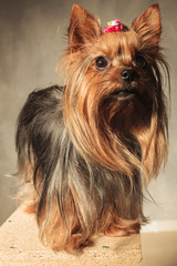 yorkshire terrier puppy dog  standing on a wooded box
