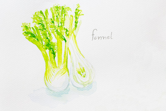 fennel'watercolor painted