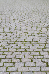 Cobblestone pavement with moss growing between stones