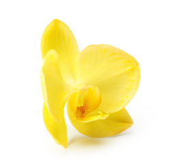 Obraz na płótnie Canvas Yellow orchid flower isolated