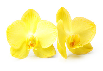 Yellow orchid flower isolated