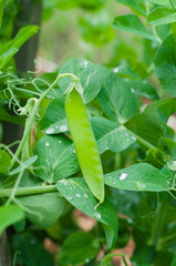 Fresh green pea pod closeup with water drops