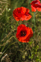 Obraz premium Red poppy flowers (Papaver rhoeas) on the green field