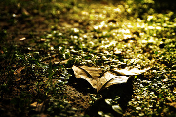 Leaf and light