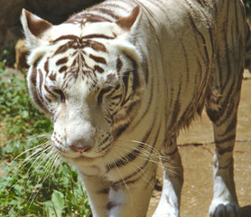 White tiger