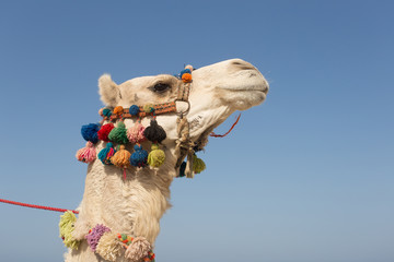 Weißes Kamel