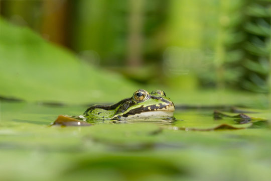Side view of a green frog half submerged in a pond