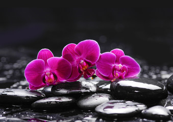 Fototapeta na wymiar Pink orchid and stones