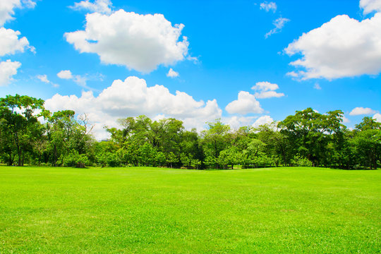 Fototapeta Green park and tree with blue sky
