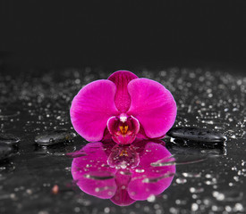 orchid and pebbles on wet background 