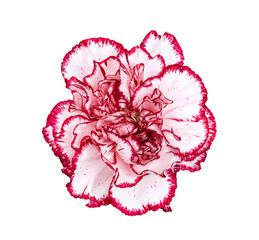 Carnation flower isolated on white background