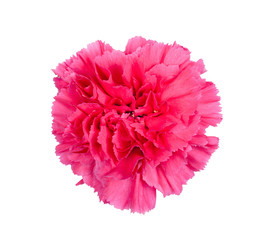 Carnation flower isolated on white background