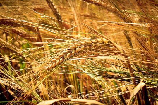 Closeup on golden wheat field at summer day