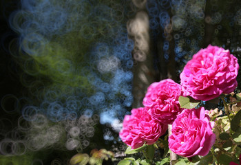 shrub rose buds