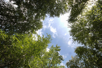 foliage of trees against the sky
