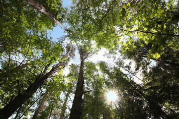 Obraz premium foliage of trees against the sky