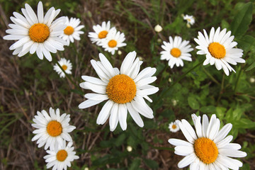 daisy growing in a field