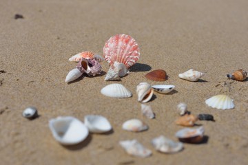 coquillages sur la plage