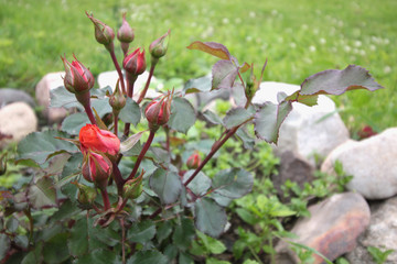 wild rose in the garden