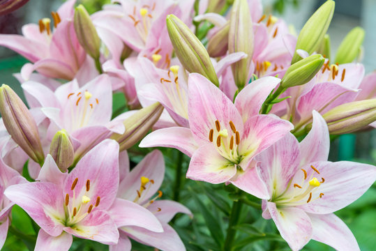 Fototapeta Pink lilies outdoors