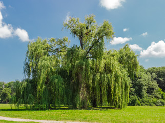 Obraz premium Old willow in the park
