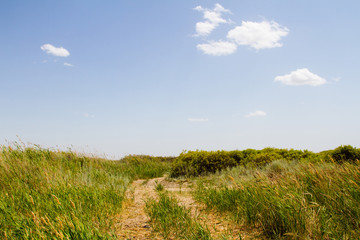 road in the reeds