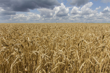 wheat field with clouds
