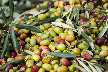 olive raccolta