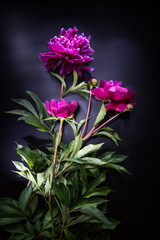 Obraz premium Colorful flowers on black backgroung - colorful peonies