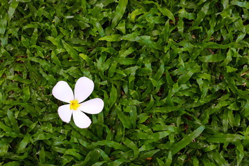 Flower on grass background