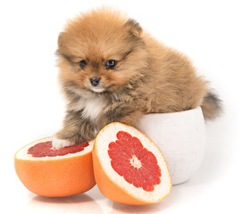The puppy Pomeranian fruit