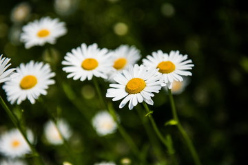 Obraz premium white camomile flowers