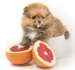 The puppy Pomeranian fruit