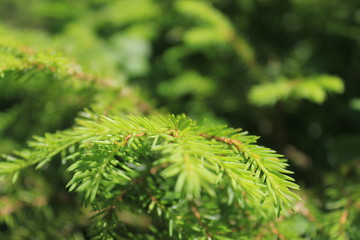 green wood