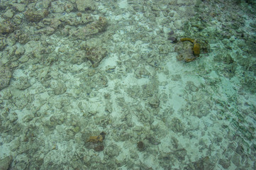 Natural turquoise sea  and reflections water with coral reef and white sand at Maldives island.