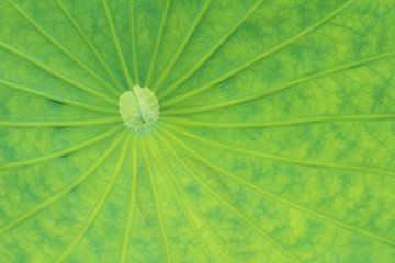 Leaves of water lily