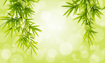 Bamboo leaves on bokeh background