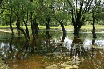 Trees in the water