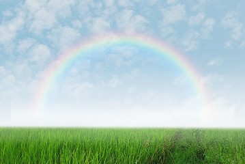 Green field with rainbow