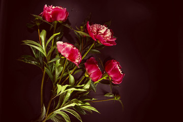 Colorful flowers on black backgroung - colorful peonies
