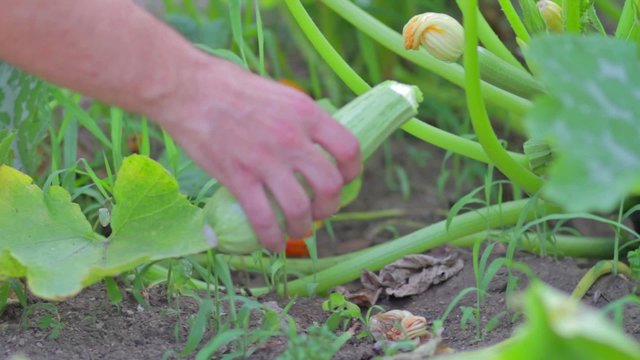 hand og man picking vegetables in the garden