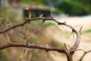 dry thorn close up